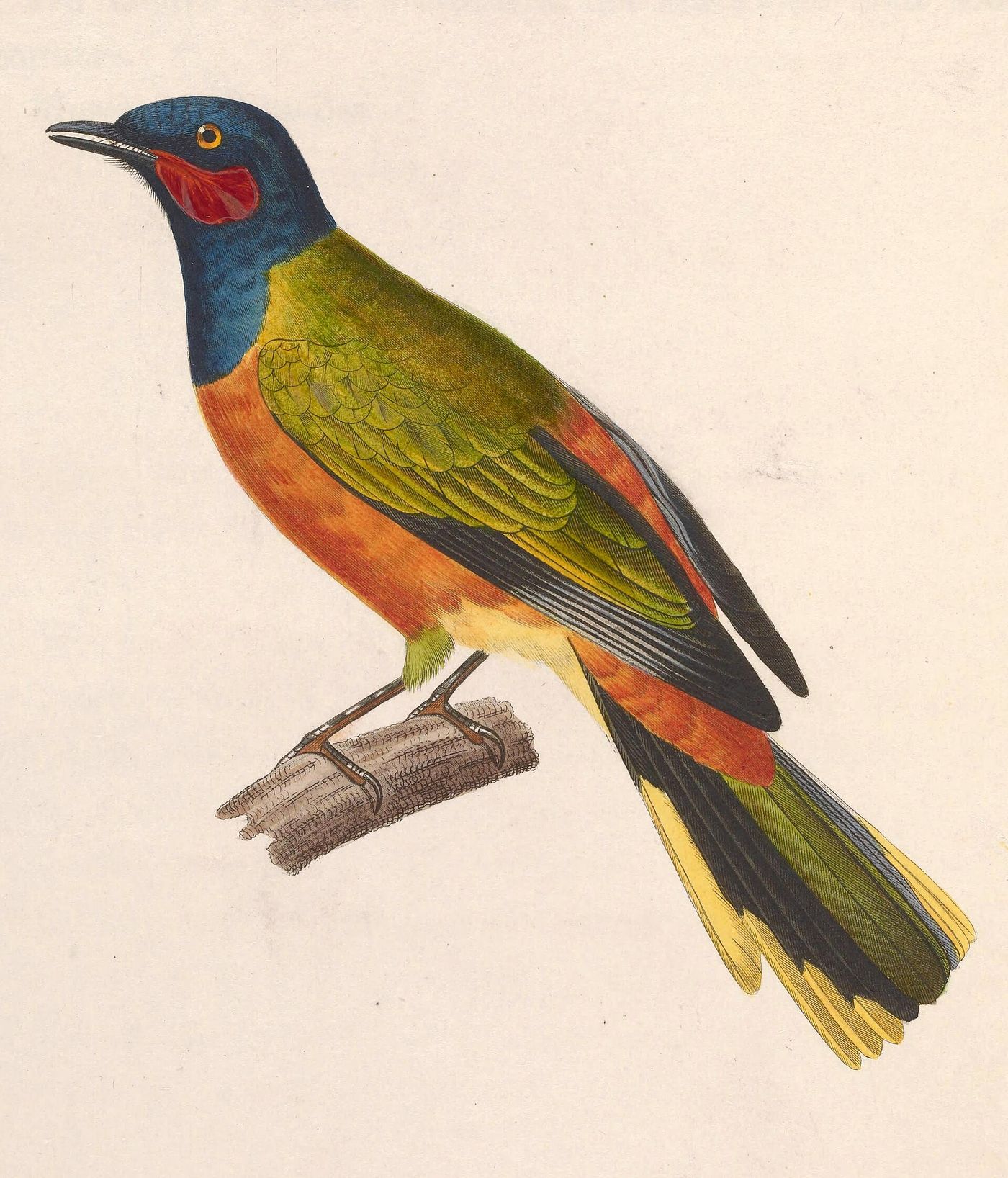 "Lost" Ghana Cuckooshrike Spotted Again After 13 Years