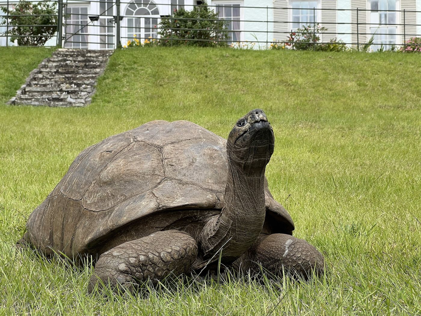 The World's Oldest Land Animal, a 194-Year-Old Tortoise, Offers Clues About Aging