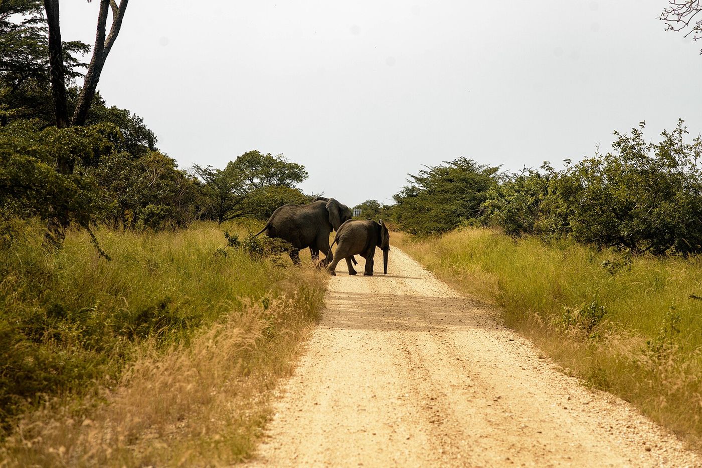Trail Cameras Capture 529 Elephants Using Tanzania's First Protected Wildlife Corridor