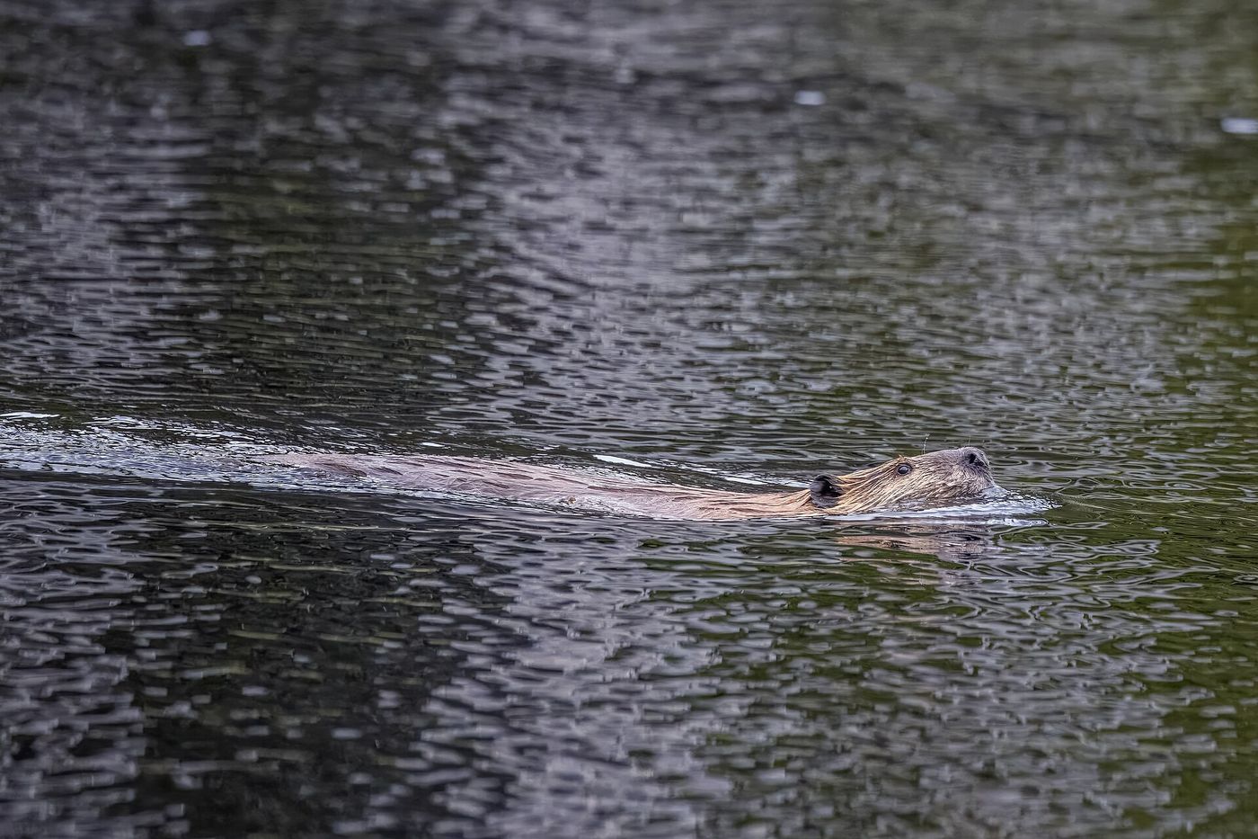 Reintroduced Beavers Are Bringing a Utah River Back to Life