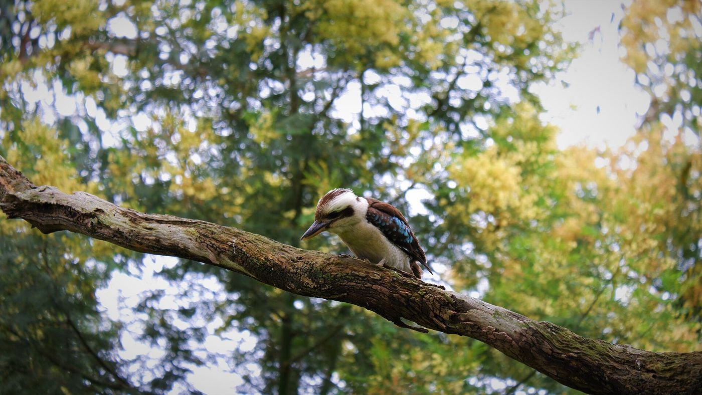 Victoria Welcomes Three New National Parks Covering More Than 65,000 Hectares